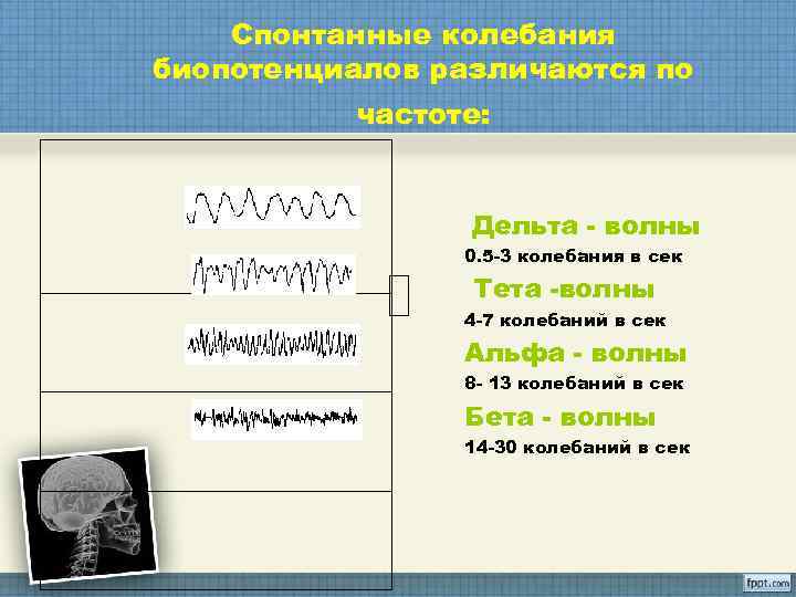  Спонтанные колебания биопотенциалов различаются по  частоте:     Дельта
