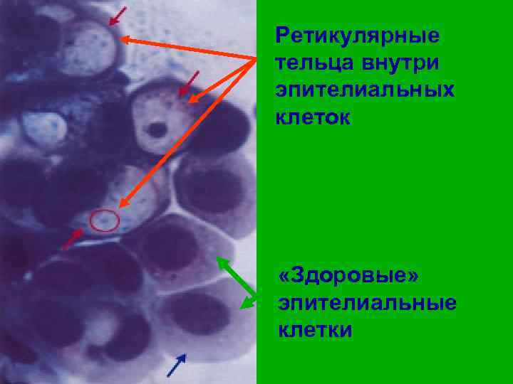 Количество эпительных клеток в образце