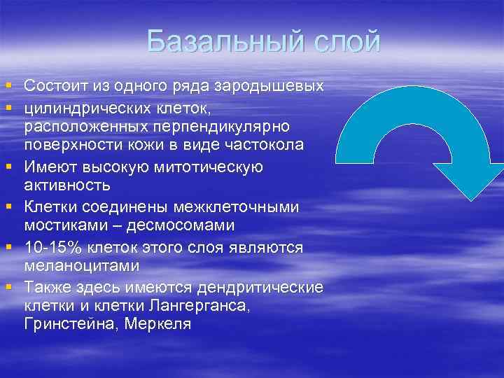 Базальный слой § Состоит из одного ряда зародышевых § цилиндрических Базальный слой § Состоит из одного ряда зародышевых § цилиндрических
