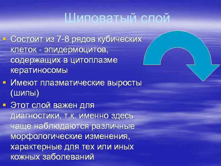 Шиповатый слой § Состоит из 7 -8 рядов кубических клеток Шиповатый слой § Состоит из 7 -8 рядов кубических клеток