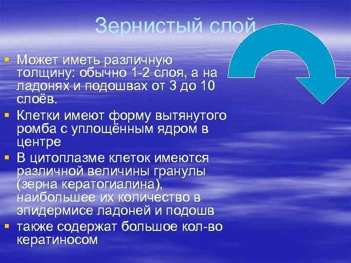 Зернистый слой § Может иметь различную толщину: обычно 1 -2 Зернистый слой § Может иметь различную толщину: обычно 1 -2