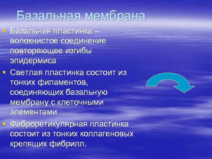 Базальная мембрана § Базальная пластинка – волокнистое соединение повторяющее изгибы Базальная мембрана § Базальная пластинка – волокнистое соединение повторяющее изгибы