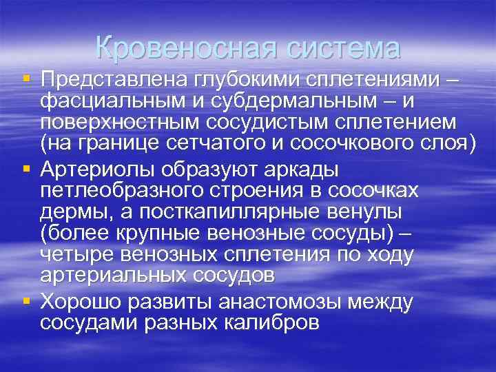 Кровеносная система § Представлена глубокими сплетениями – фасциальным и субдермальным – и Кровеносная система § Представлена глубокими сплетениями – фасциальным и субдермальным – и