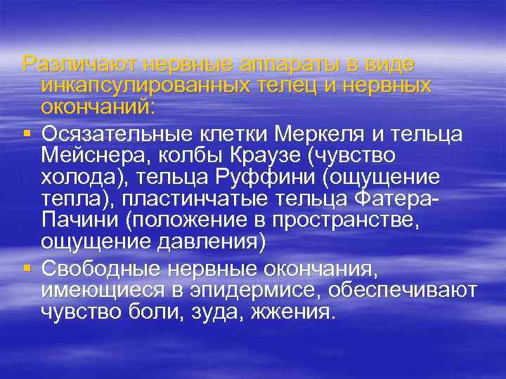 Различают нервные аппараты в виде инкапсулированных телец и нервных окончаний: § Осязательные Различают нервные аппараты в виде инкапсулированных телец и нервных окончаний: § Осязательные