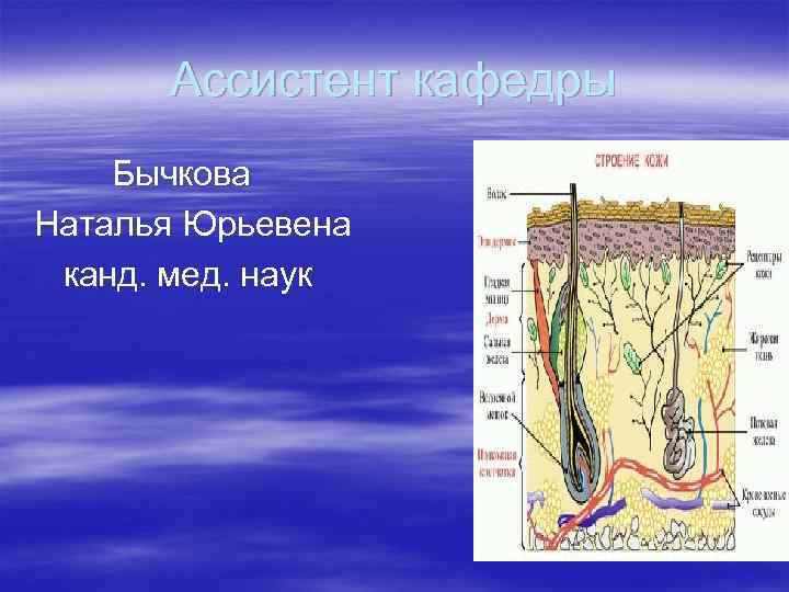 Строение кожи дерматовенерология презентация