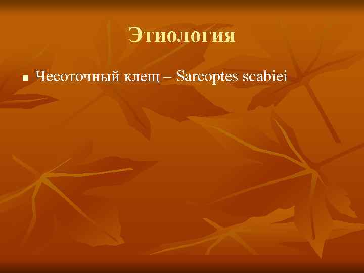     Этиология n  Чесоточный клещ – Sarcoptes scabiei 