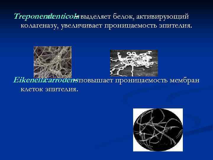 Treponema   denticola выделяет белок, активирующий   –  колагеназу, увеличивает проницаемость