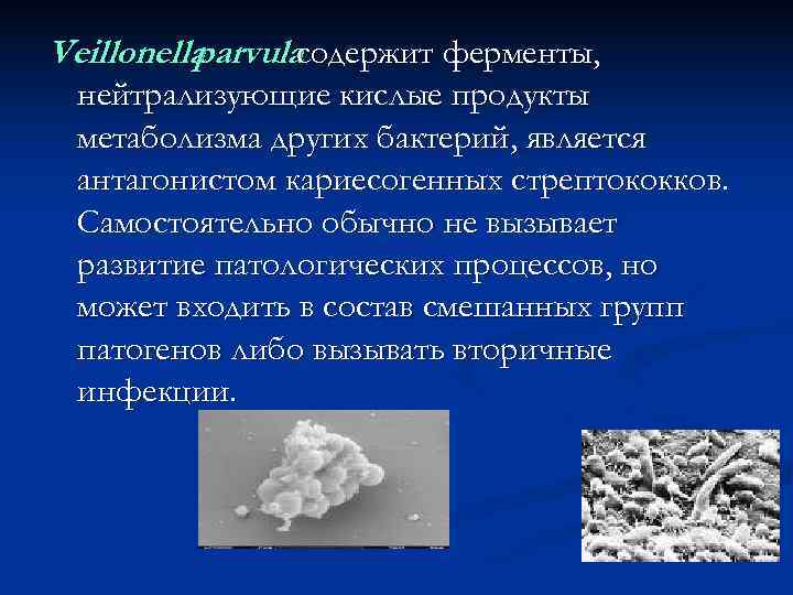 Veillonella  parvulaсодержит ферменты,  нейтрализующие кислые продукты метаболизма других бактерий, является антагонистом кариесогенных