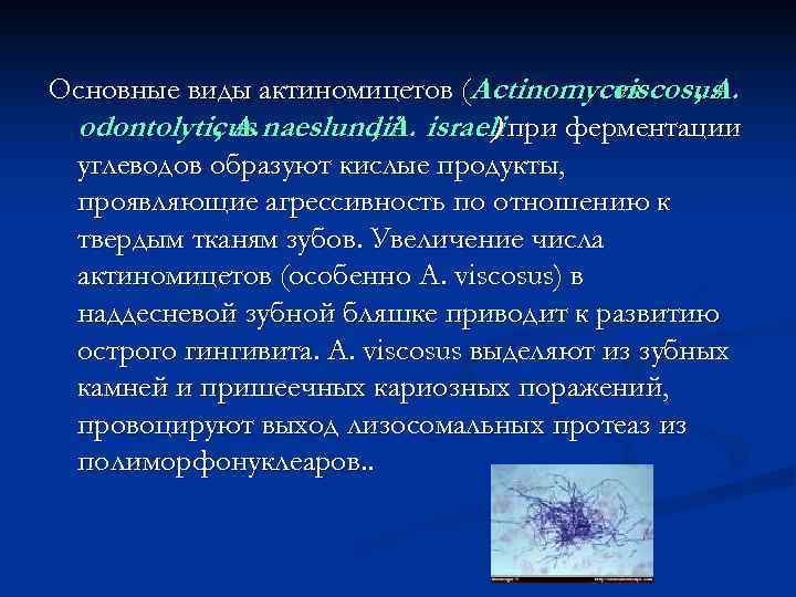 Основные виды актиномицетов (Actinomyces viscosus     , A.  odontolyticus naeslundii