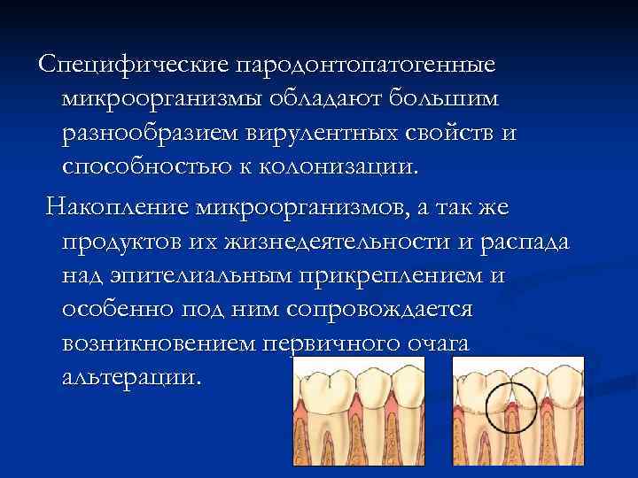 Специфические пародонтопатогенные микроорганизмы обладают большим разнообразием вирулентных свойств и способностью к колонизации. Накопление микроорганизмов,