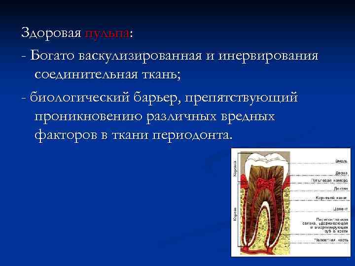 Здоровая пульпа: - Богато васкулизированная и инервирования  соединительная ткань; - биологический барьер, препятствующий