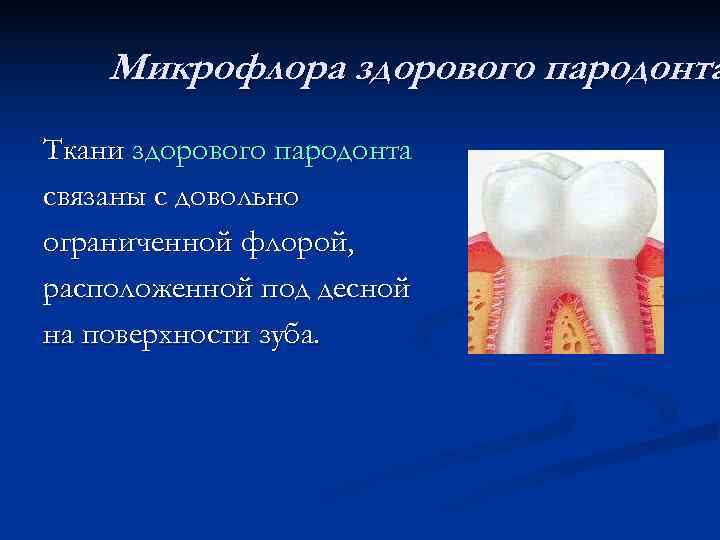   Микрофлора здорового пародонта Ткани здорового пародонта связаны с довольно ограниченной флорой, расположенной