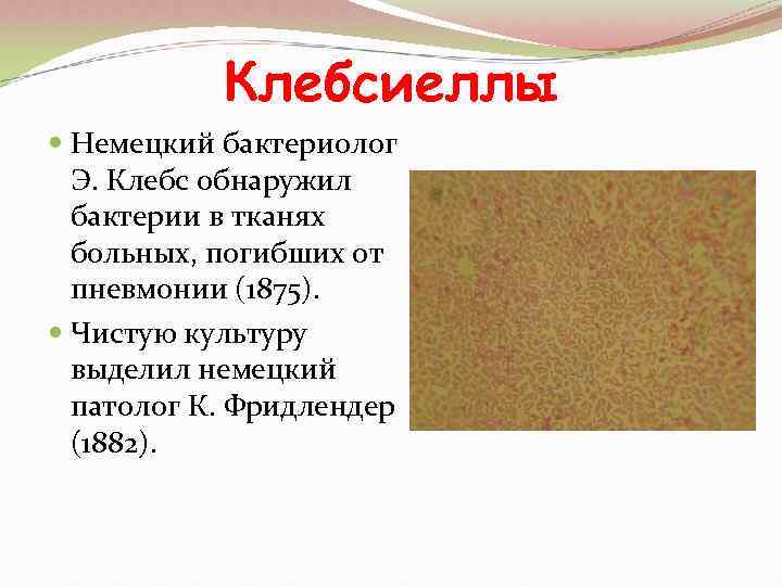   Клебсиеллы  Немецкий бактериолог  Э. Клебс обнаружил  бактерии в тканях