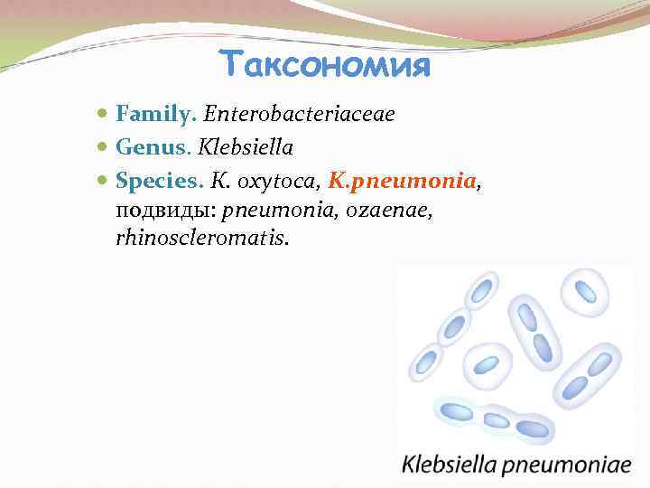   Таксономия  Family. Enterobacteriaceae  Genus. Klebsiella  Species. К. оxytoca, K.