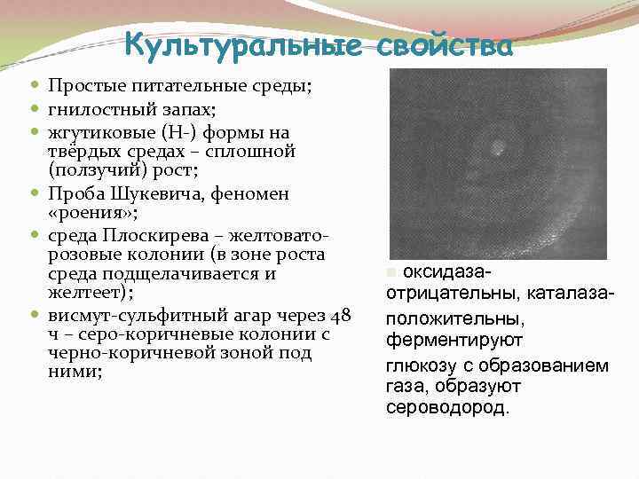    Культуральные свойства  Простые питательные среды;  гнилостный запах;  жгутиковые