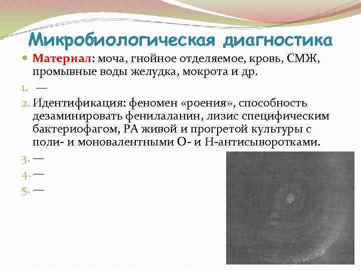  Микробиологическая диагностика  Материал: моча, гнойное отделяемое, кровь, СМЖ, промывные воды желудка, мокрота