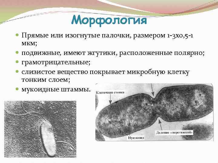    Морфология  Прямые или изогнутые палочки, размером 1 -3 x 0,