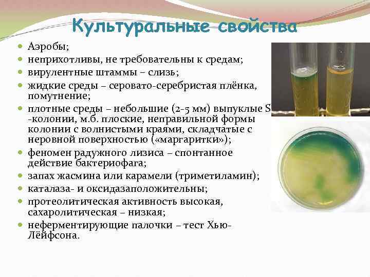   Культуральные свойства Аэробы; неприхотливы, не требовательны к средам; вирулентные штаммы – слизь;
