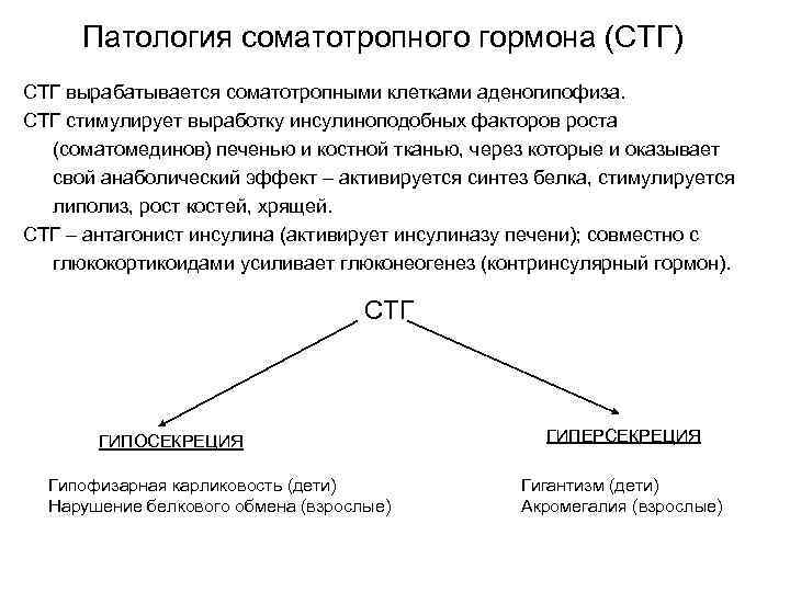 Соматотропный гормон вырабатывается