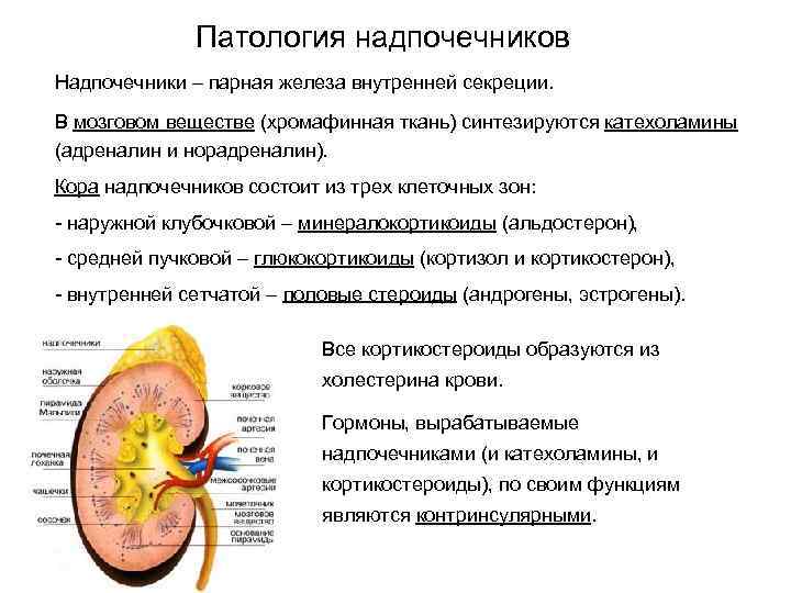 Схема гормонов надпочечников