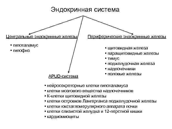 Эндокринная система это система желез