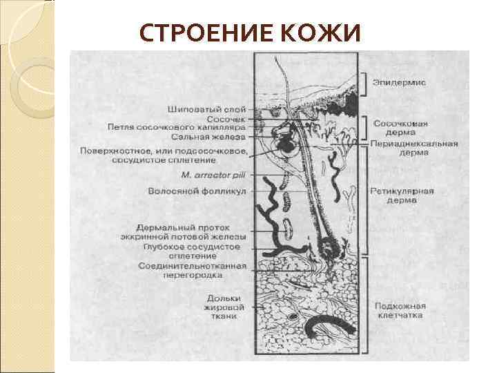 СТРОЕНИЕ КОЖИ 