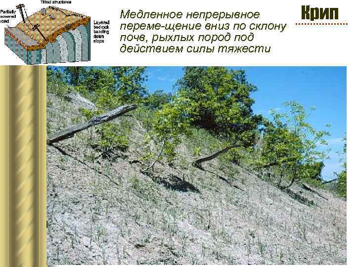 Медленное непрерывное переме-щение вниз по склону почв, рыхлых пород под действием силы тяжести Крип