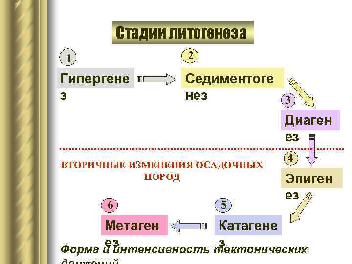 Стадии разложения трупа фото