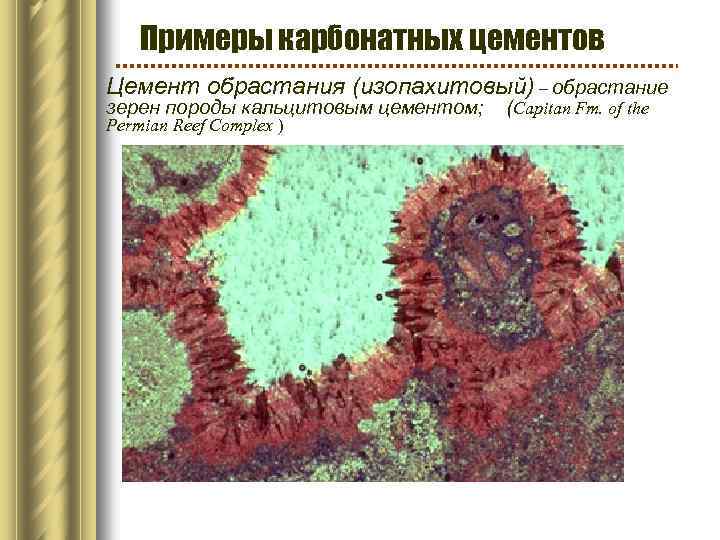 Примеры карбонатных цементов Цемент обрастания (изопахитовый) – обрастание зерен породы кальцитовым цементом; (Capitan Fm.