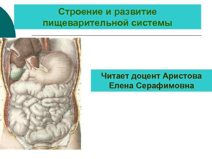 Строение и развитие пищеварительной системы Читает доцент Аристова Елена Серафимовна 
