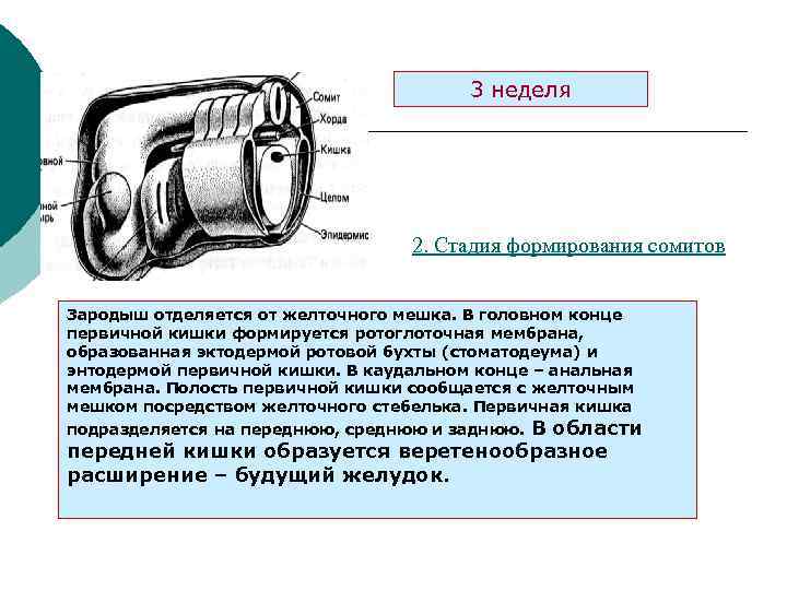 3 неделя 2. Стадия формирования сомитов Зародыш отделяется от желточного мешка. В головном конце