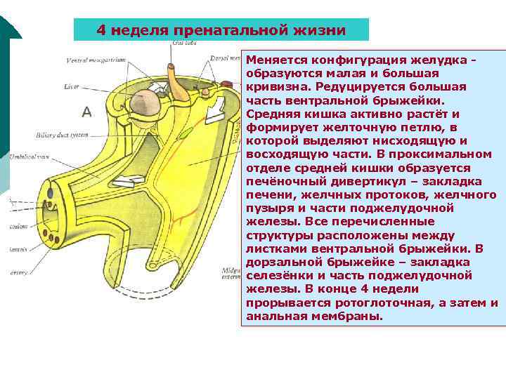 4 неделя пренатальной жизни Меняется конфигурация желудка образуются малая и большая кривизна. Редуцируется большая