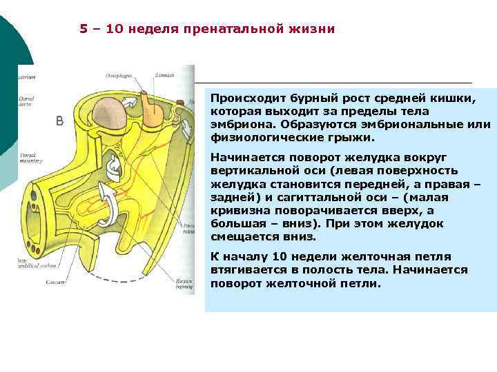 5 – 10 неделя пренатальной жизни Происходит бурный рост средней кишки, которая выходит за