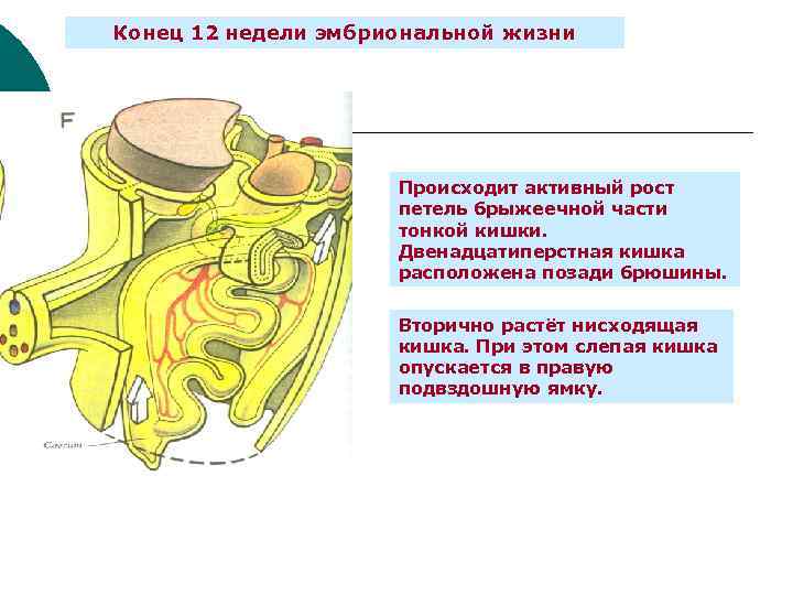 Конец 12 недели эмбриональной жизни Происходит активный рост петель брыжеечной части тонкой кишки. Двенадцатиперстная