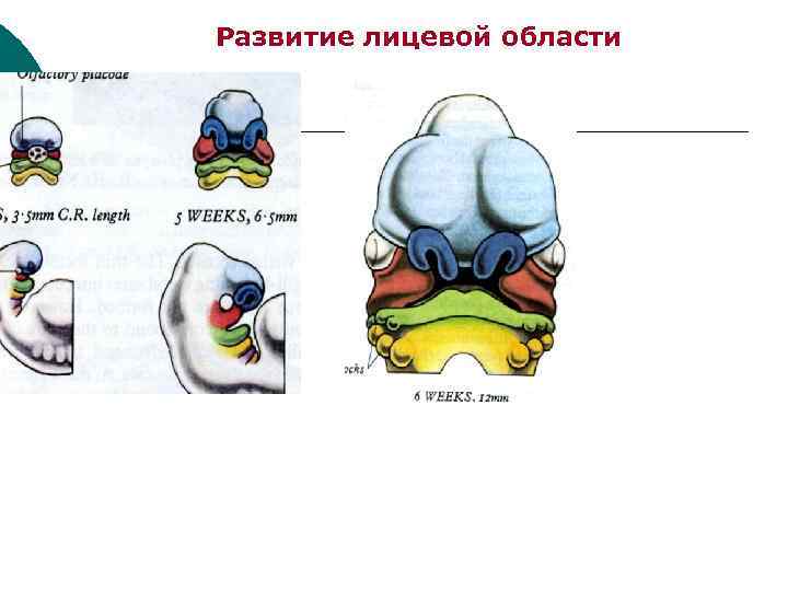 Развитие лицевой области 