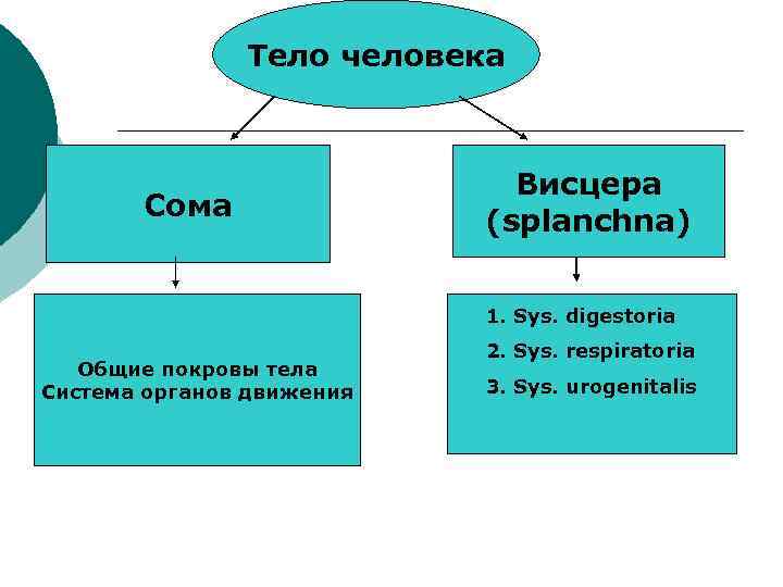 Тело человека Сома Висцера (splanchna) 1. Sys. digestoria Общие покровы тела Система органов движения