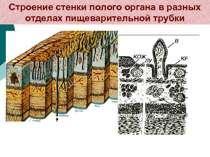 Общий план строения стенки пищеварительной трубки таблица