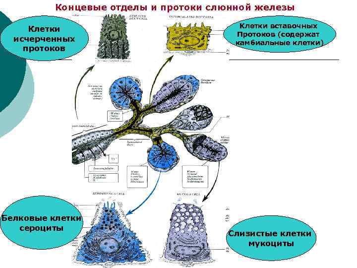 Отдел конечный