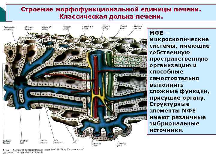 Строение морфофункциональной единицы печени. Классическая долька печени. МФЕ – микроскопические системы, имеющие собственную пространственную