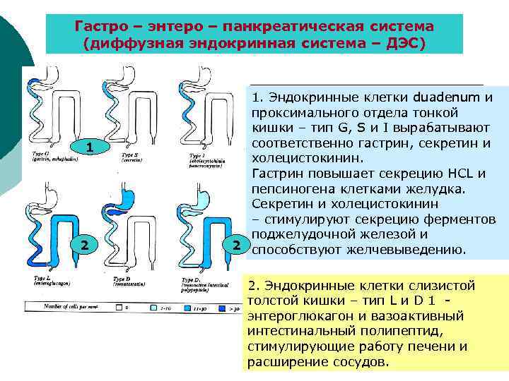 Теория гастрей