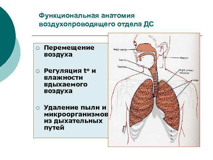 Функциональная анатомия воздухопроводящего отдела ДС ¡ Перемещение воздуха ¡ Регуляция to и влажности вдыхаемого