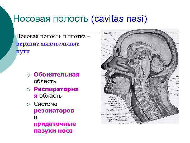 Стенки верхних дыхательных путей выстилает ткань изображенная на рисунке