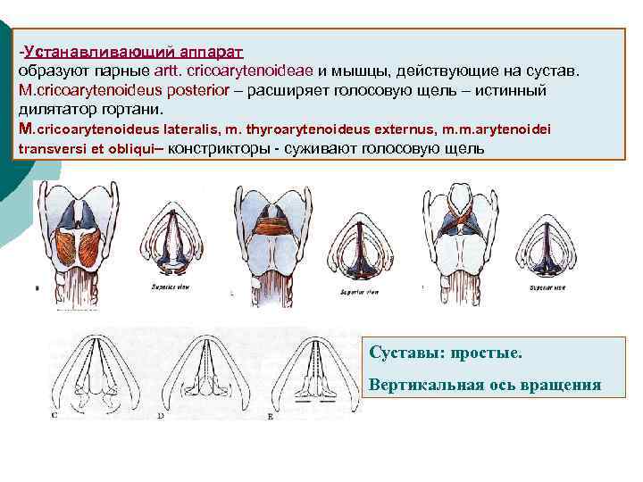 -Устанавливающий аппарат образуют парные artt. cricoarytenoideae и мышцы, действующие на сустав. M. cricoarytenoideus posterior