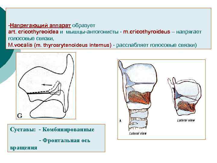 -Напрягающий аппарат образует art. cricothyreoidea и мышцы-антогонисты - m. cricothyroideus – напрягает голосовые связки,