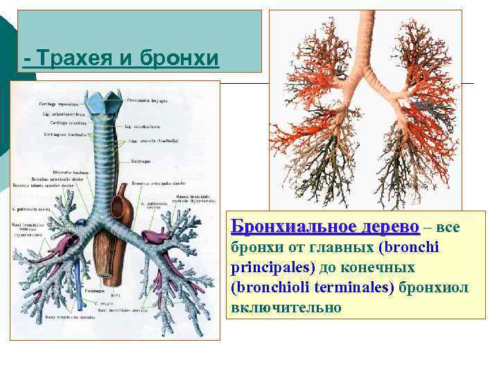 Стенка бронхиол