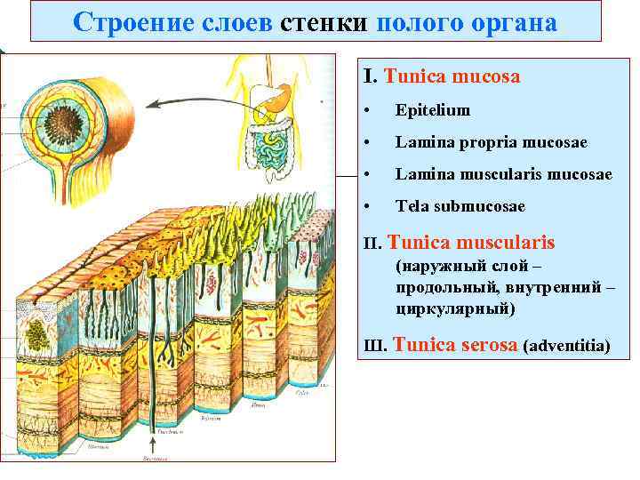 Схема строения стенки полого органа анатомия