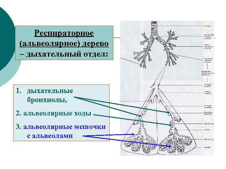 Альвеолярное дерево схема