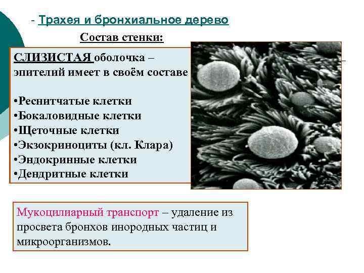 - Трахея и бронхиальное дерево Состав стенки: СЛИЗИСТАЯ оболочка – эпителий имеет в своём