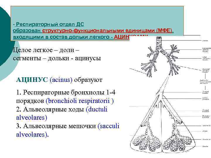 Воздухоносные пути по схеме вейбеля насчитывают порядка ов