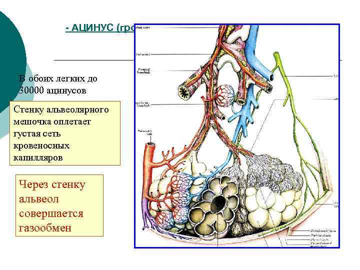 Ацинуса легкого схема